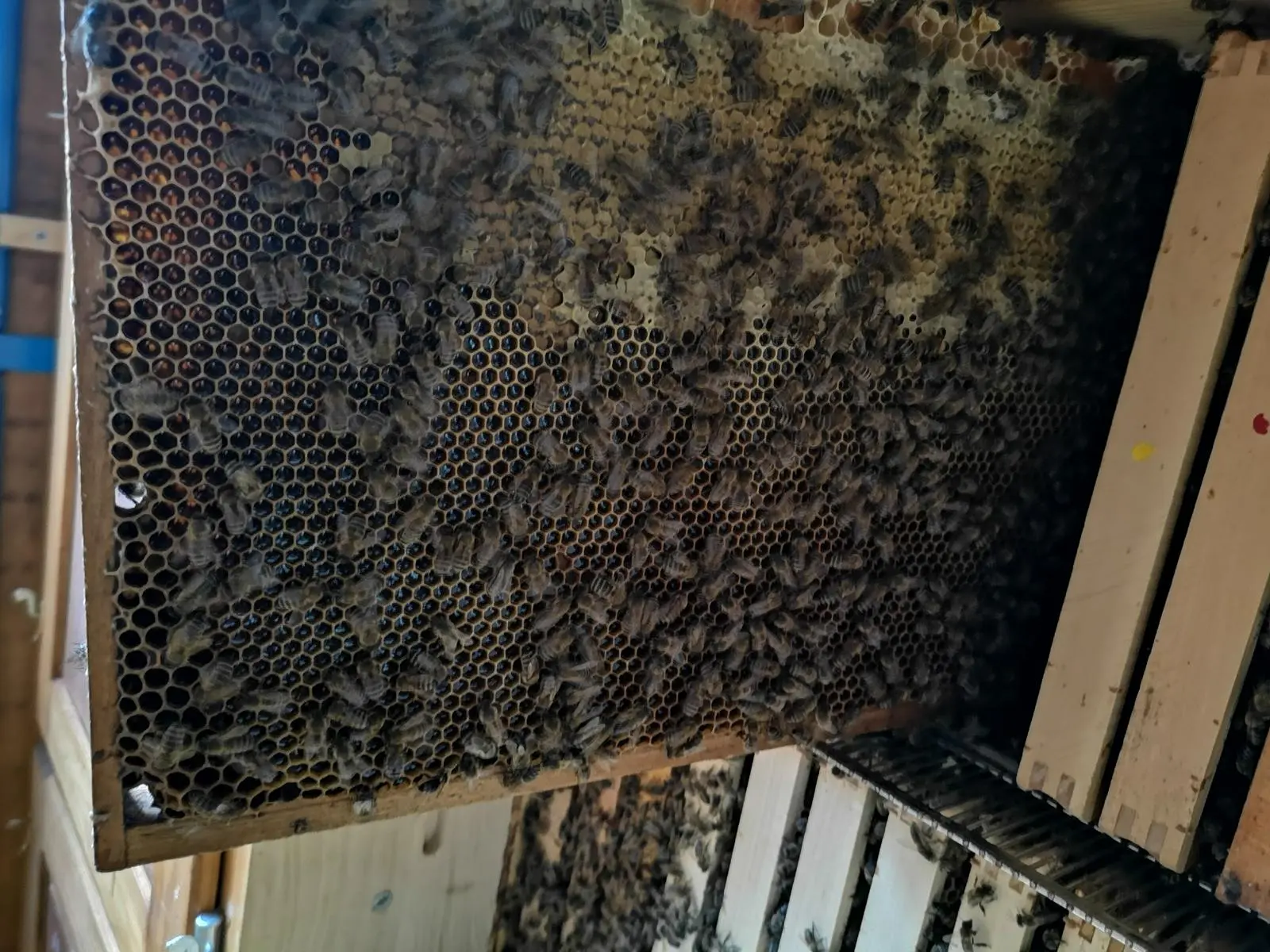 Utrinki iz čebelnjaka 33